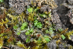 Fossombronia pusilla