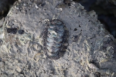 Acanthopleura gemmata