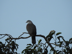 Ducula badia