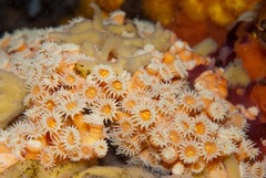 Zoantharia