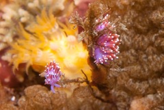 Paraflabellina funeka