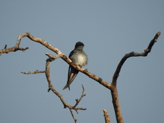 Hemiprocne longipennis