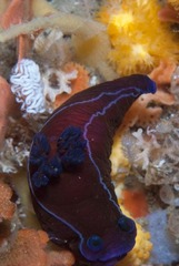 Tambja capensis