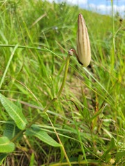 Asclepias albens