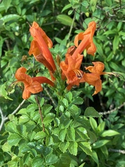 Tecomaria capensis