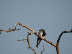 Hemiprocne longipennis