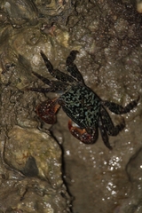Metopograpsus frontalis