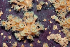 Zoantharia