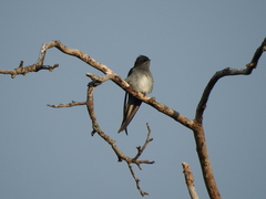 Hemiprocne longipennis