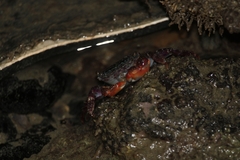 Metopograpsus frontalis