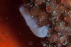 Pleurobranchaea tarda