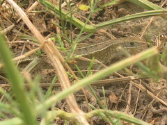 Eutropis trivittata