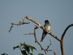 Hemiprocne longipennis