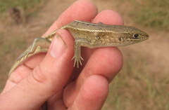 Eutropis trivittata