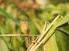 Pycnonotus flavescens