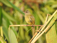Pycnonotus flavescens