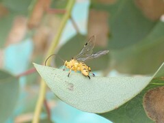 Xanthopimpla rhopaloceros