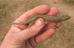 Eutropis trivittata