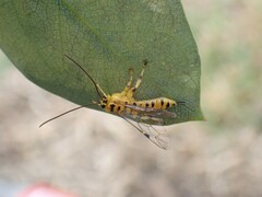 Xanthopimpla rhopaloceros