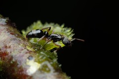 Neoponera