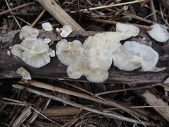 Fungi