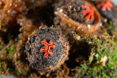 Calostoma