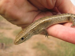 Eutropis trivittata