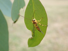 Xanthopimpla rhopaloceros
