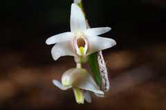 Dendrobium aemulum