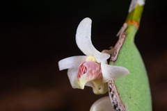 Dendrobium aemulum