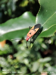 Dysdercus cingulatus