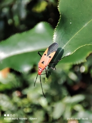 Dysdercus cingulatus