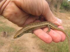 Eutropis trivittata