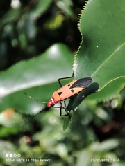 Dysdercus cingulatus