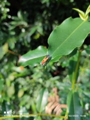 Dysdercus cingulatus