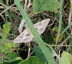 Sameodes cancellalis