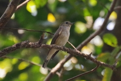 Ficedula