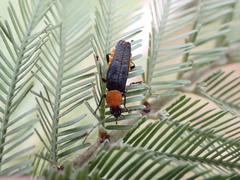 Chauliognathus tricolor