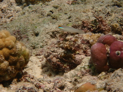 Valenciennea strigata