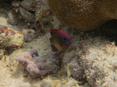 Pomacentrus bankanensis