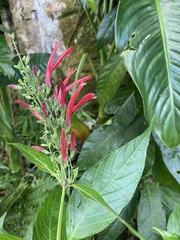 Dianthera secunda