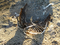 Somateria mollissima