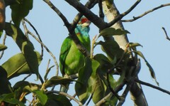 Psilopogon asiaticus