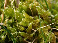 Hypnum cupressiforme lacunosum