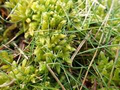 Hypnum cupressiforme lacunosum