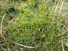 Hypnum cupressiforme lacunosum