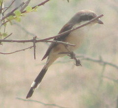 Lanius excubitor