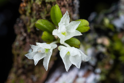 Hymenorchis serrulata