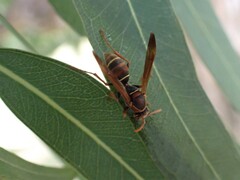 Polistes humilis humilis