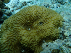 Pseudodiploria clivosa